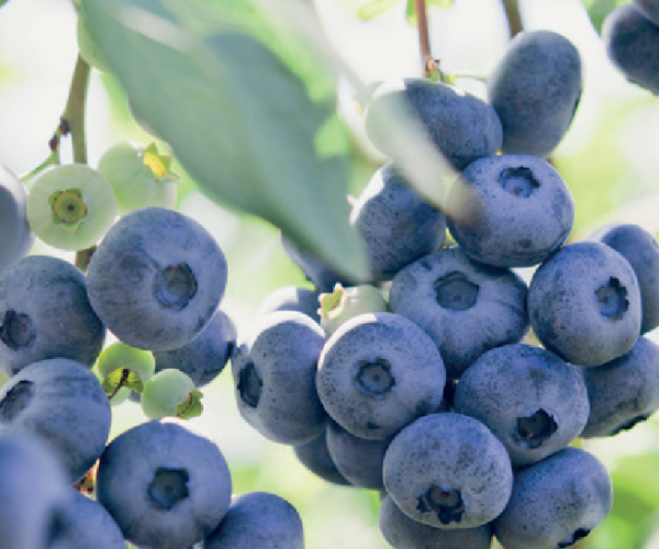 bosbes-vaccinium-brigitte-blue
