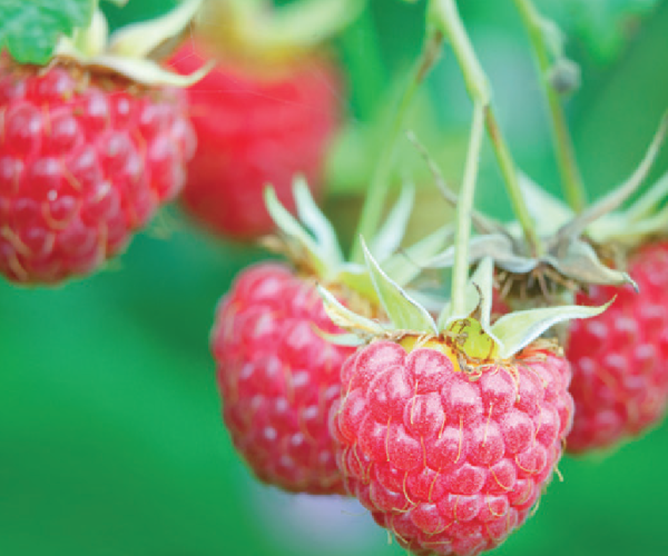 framboos-rubus-willamette