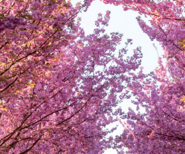 prunus-pink-perfection