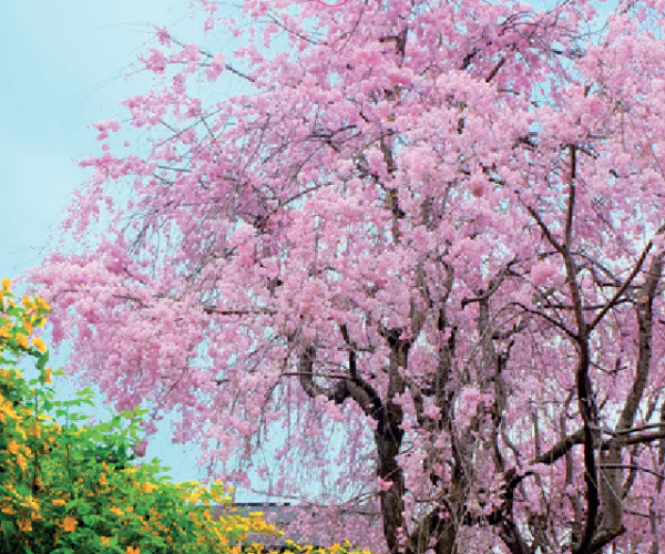 prunus-subh-pendula-rubra