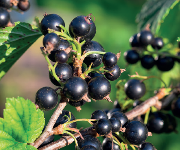 trosbes-ribes-nigrum